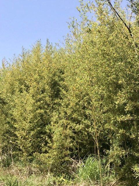 d0156557_16211059.jpeg