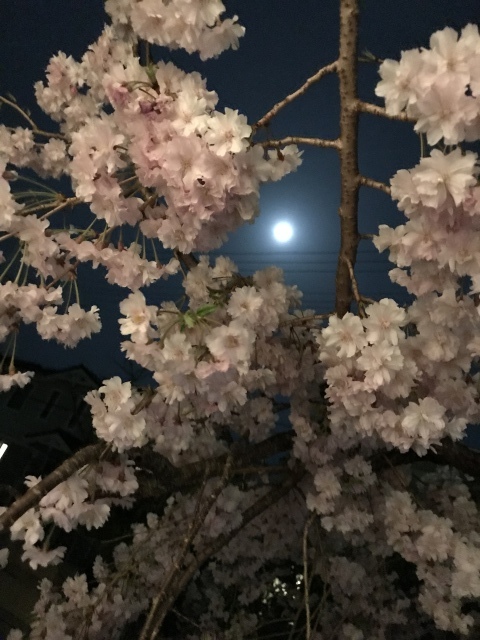 夜桜_f0349957_14112808.jpeg