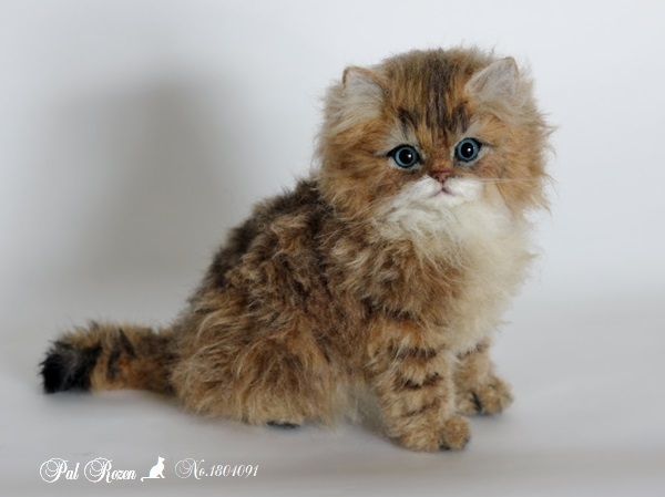 No チンチラゴールデン 子猫ちゃん 羊毛フェルト うちのコ オーダー出来ました No チンチラゴールデン 子猫ちゃん 羊毛フェルト うちのコ オーダー出来ました