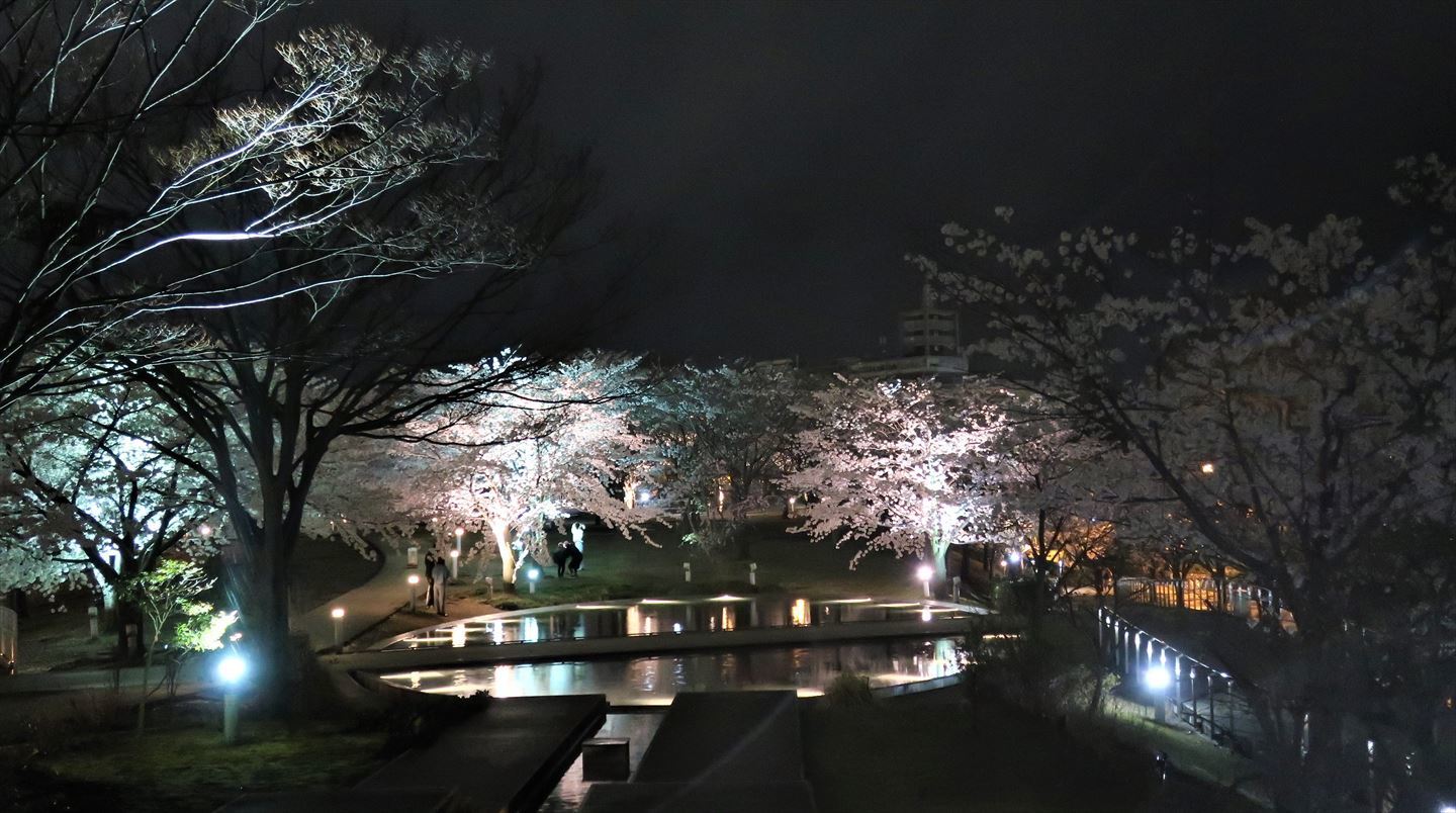 変わらぬ風景ー77　桜・島めぐり_b0191160_16194475.jpg