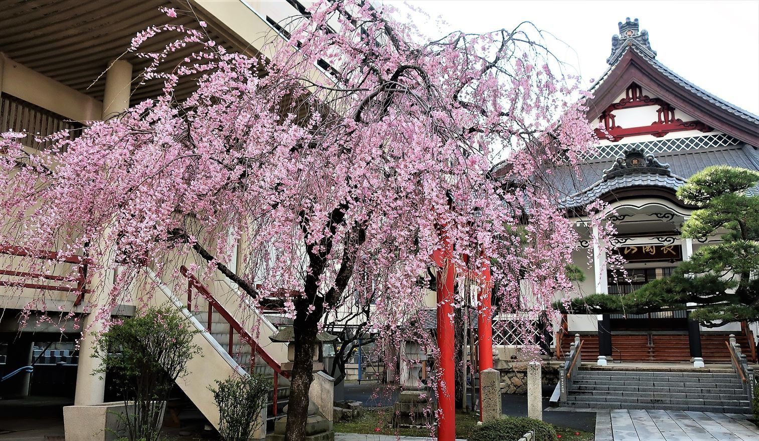 変わらぬ風景ー77　桜・島めぐり_b0191160_16230867.jpg