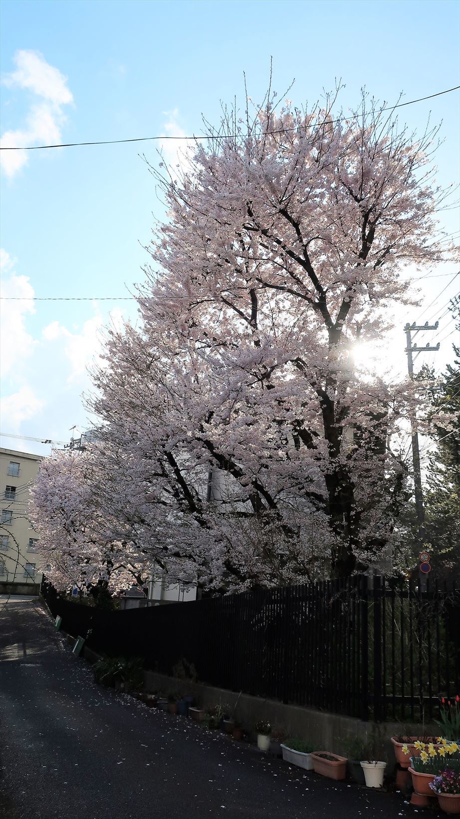 変わらぬ風景ー77　桜・島めぐり_b0191160_16403971.jpg