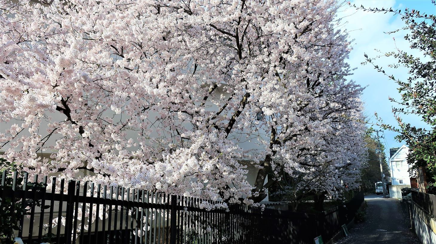 変わらぬ風景ー77　桜・島めぐり_b0191160_17080541.jpg