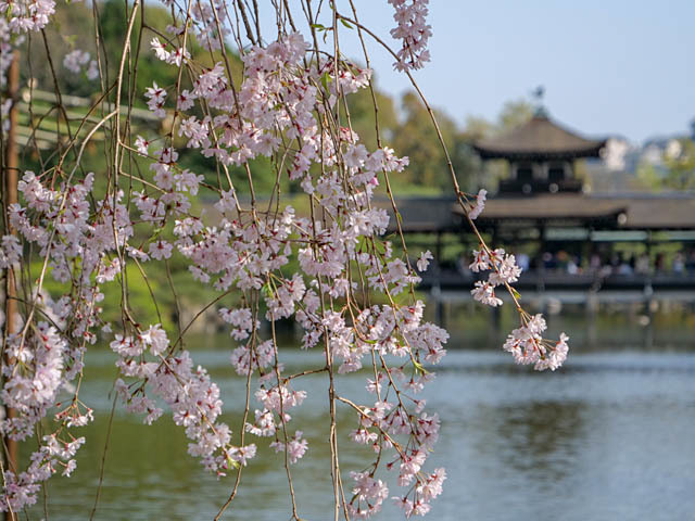 f0199866_06365137.jpg