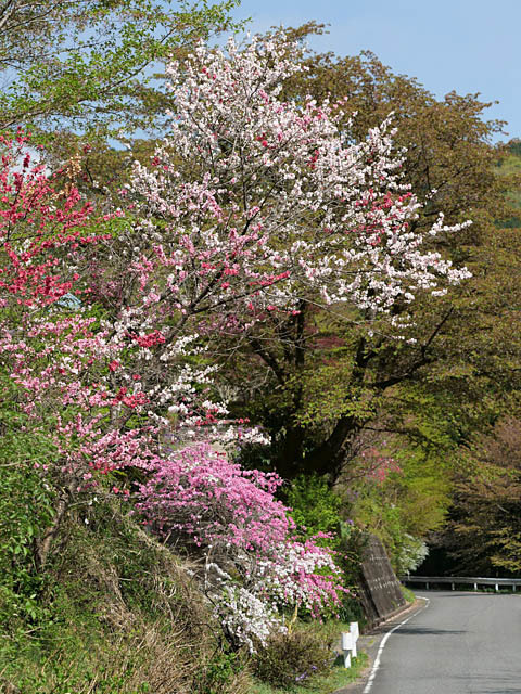 山里の春（花桃など）_f0199866_19313485.jpg