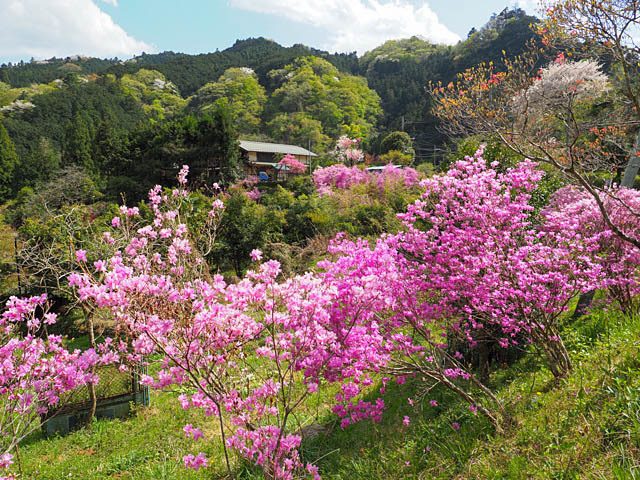 山里の春（花桃など）_f0199866_19314987.jpg