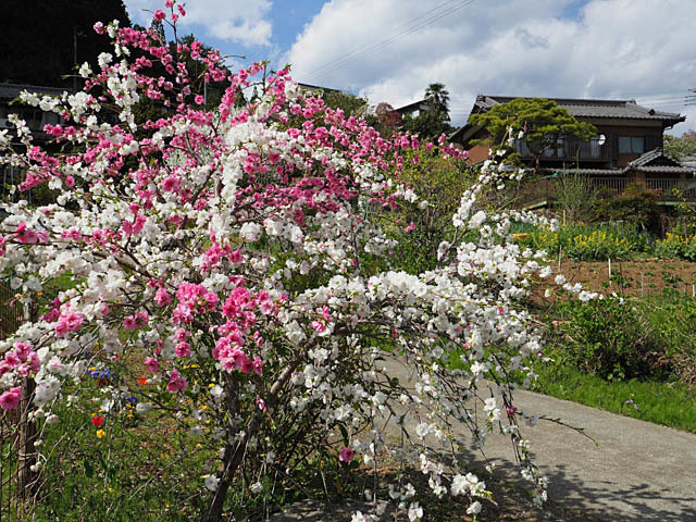 山里の春（花桃など）_f0199866_19315694.jpg