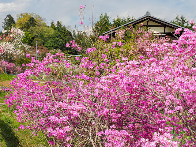 山里の春（花桃など）_f0199866_19320926.jpg