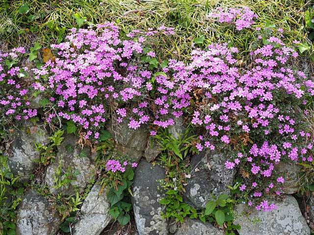 山里の春（花桃など）_f0199866_19321654.jpg