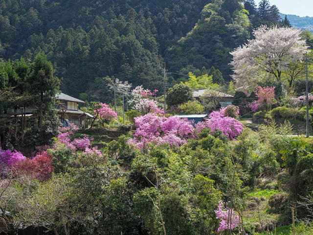 山里の春（花桃など）_f0199866_19323015.jpg