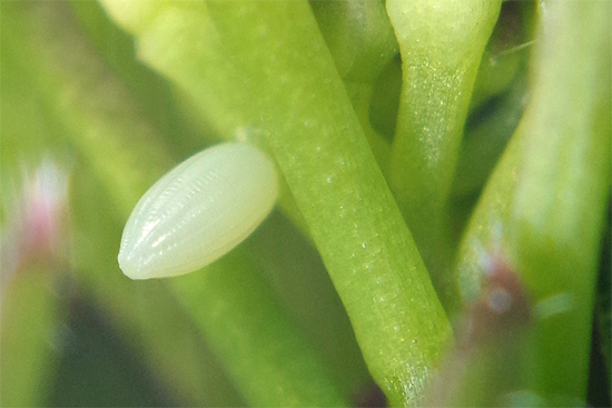 目覚める虫たち_e0167571_23243940.jpg