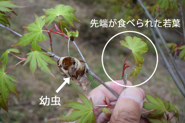 目覚める虫たち_e0167571_2324964.jpg