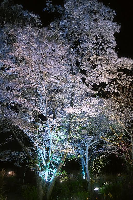 裏庭休憩後はライトアップの桜　20180403_a0050572_17293870.jpg