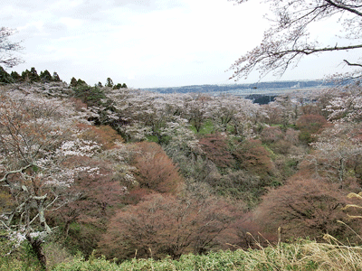 2018県民の森サクラの開花状況（4月9日）_f0140773_15545670.gif