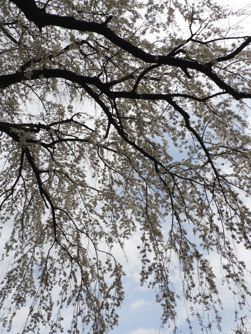 長野そぞろ歩き・2018の桜：光林寺_f0049074_05125820.jpg