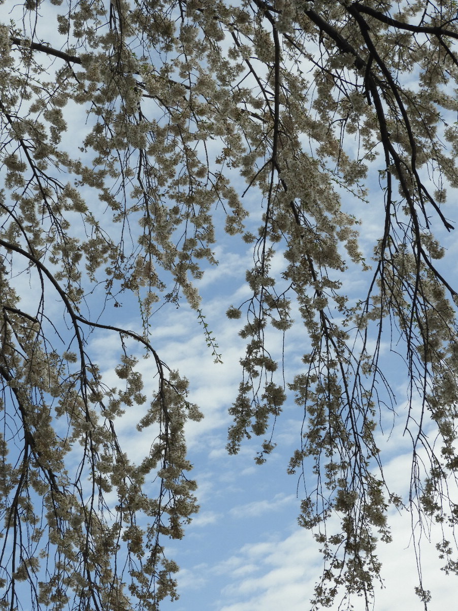 長野そぞろ歩き・2018の桜：光林寺_f0049074_05163212.jpg