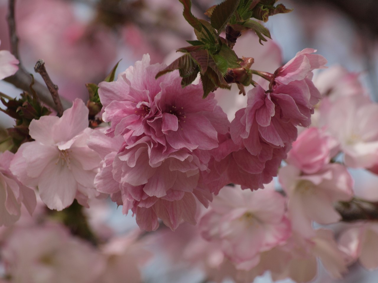 『桜日和(さくらびより)桜七景～』_d0054276_2021792.jpg