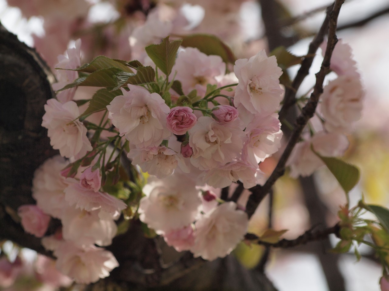 『桜日和(さくらびより)桜七景～』_d0054276_20244288.jpg