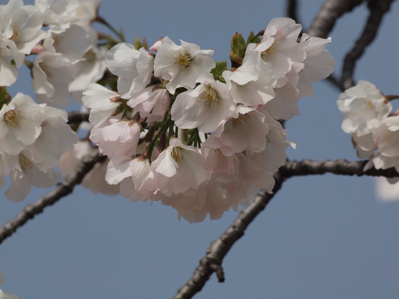 『桜日和(さくらびより)桜七景～』_d0054276_2025185.jpg