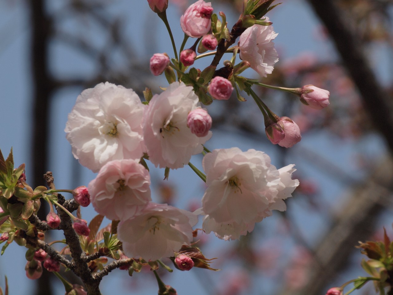 『桜日和(さくらびより)桜七景～』_d0054276_20263427.jpg