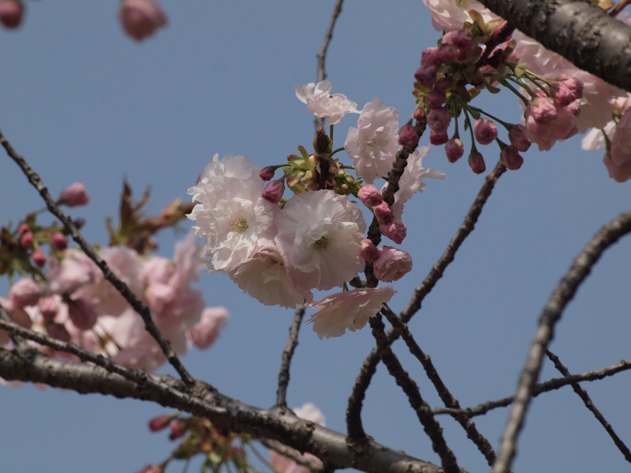 『桜日和(さくらびより)桜七景～』_d0054276_20264780.jpg