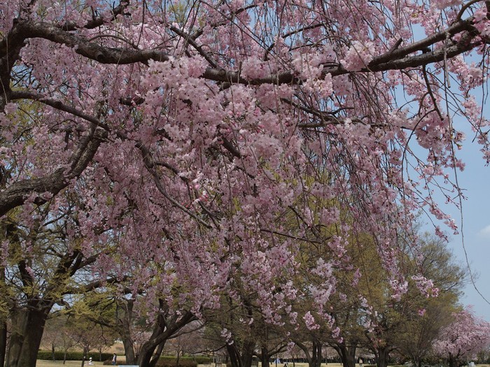 『桜日和(さくらびより)桜七景～』_d0054276_20275144.jpg