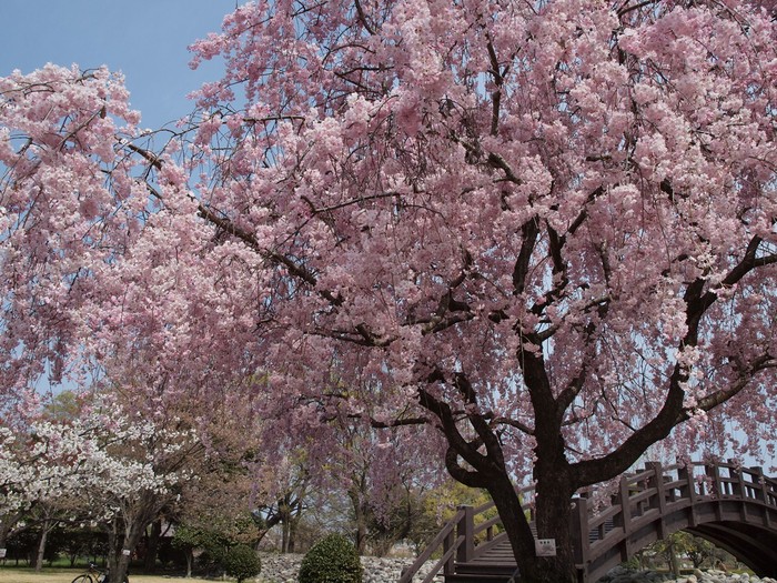 『桜日和(さくらびより)桜七景～』_d0054276_20284195.jpg