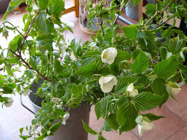 白山吹 フラワーショップデリカの花日記 白山吹 フラワーショップデリカの花日記