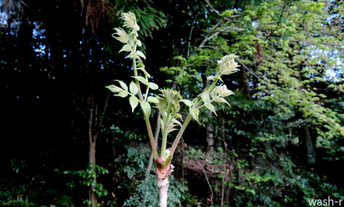 b0029488_11161471.jpg