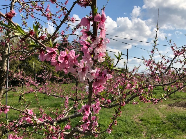 今年の桃の花は？_e0094589_04433165.jpg