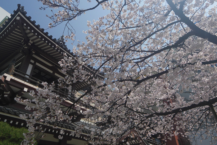 18.03.26～31：昼休みの御供所町界隈や週末の室見川で桜散歩４_c0007190_19575248.jpg