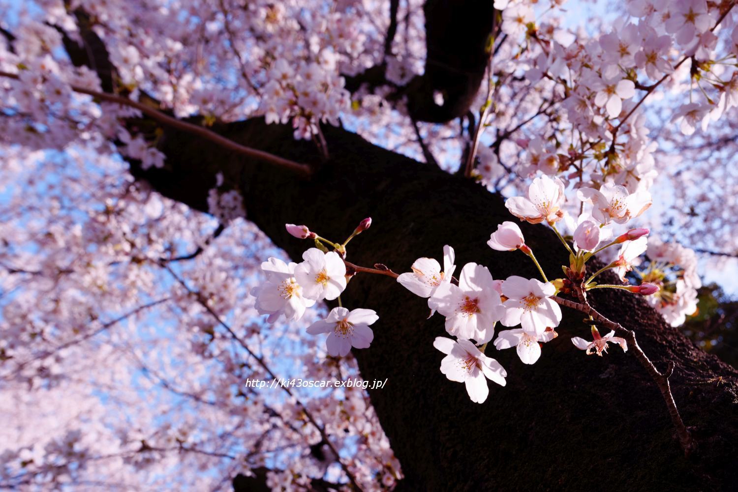 上州Sakura～市内の名もなき公園にて_b0371494_22371760.jpg