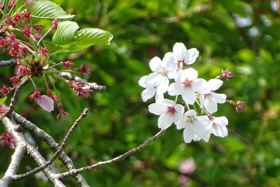 桜の枝にウグイスさん_b0145296_13075801.jpg