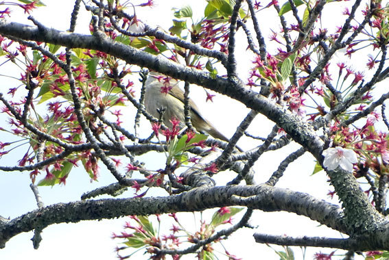 桜の枝にウグイスさん_b0145296_13080219.jpg