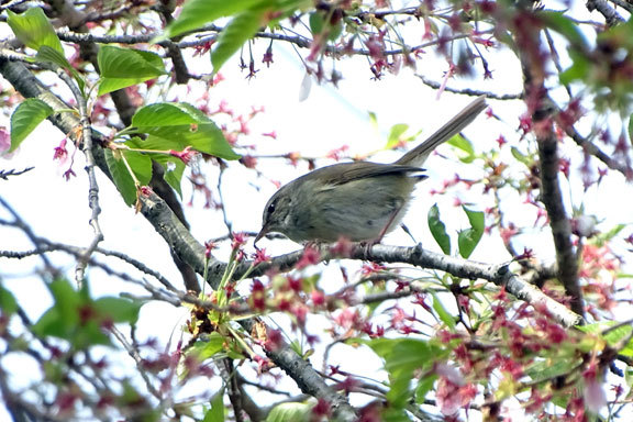 桜の枝にウグイスさん_b0145296_13080658.jpg