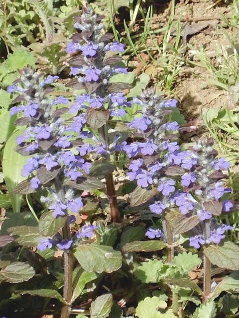 e0025300_1736661.jpg