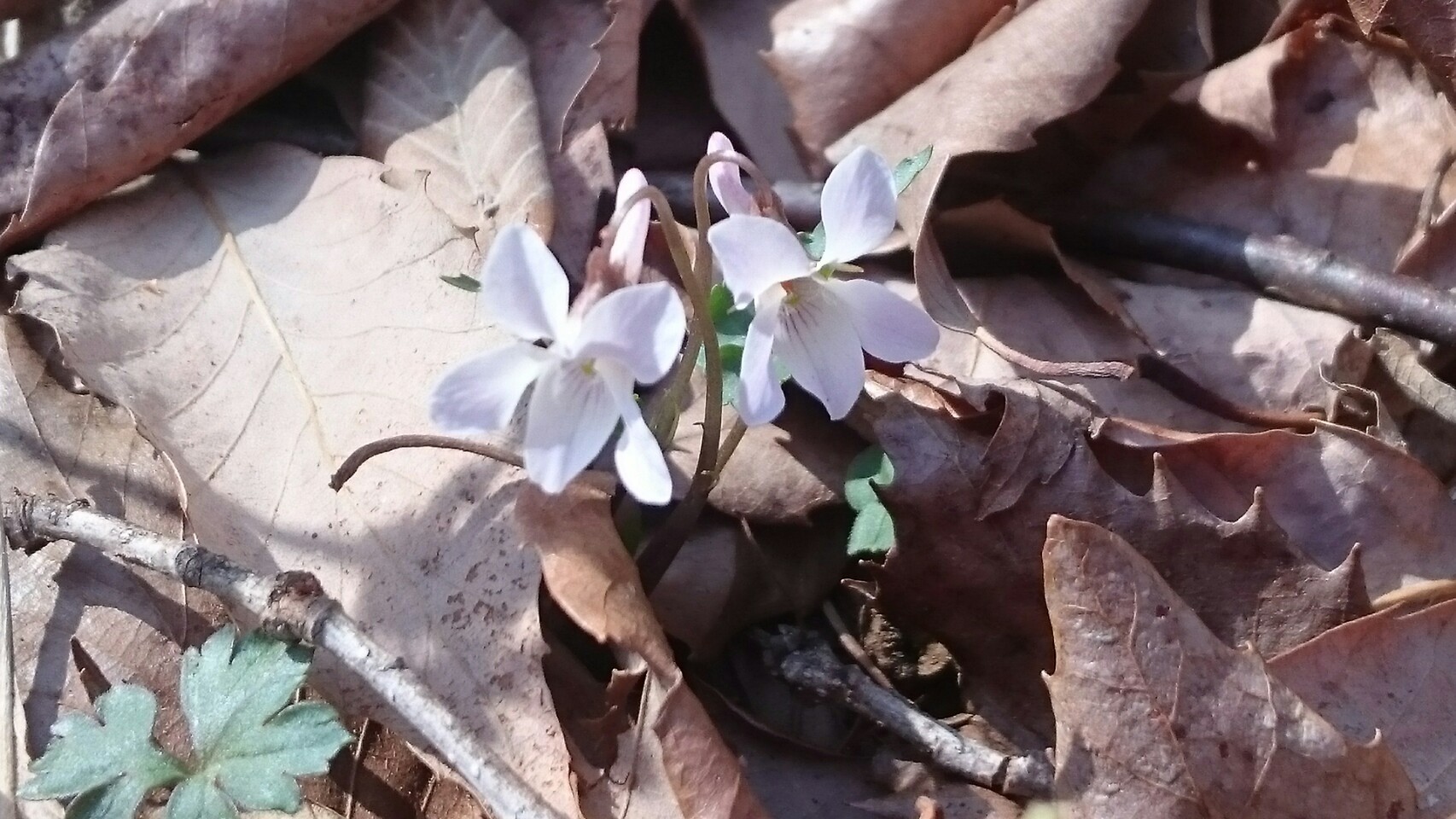 f0006208_16202287.jpg