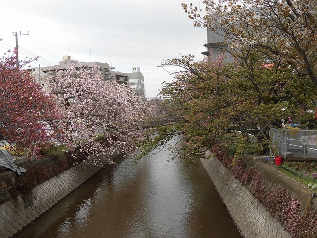 小潤井川はヤエザクラが見頃！　　北側でマンション建設が進む緑町公園で「吉原地区さくら祭」_f0141310_08182587.jpg