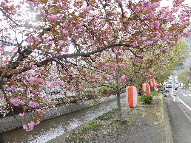 小潤井川はヤエザクラが見頃！　　北側でマンション建設が進む緑町公園で「吉原地区さくら祭」_f0141310_08191758.jpg