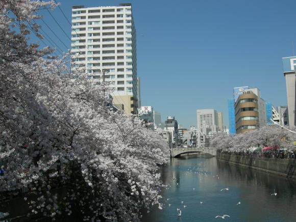 今年の桜は、綺麗ですばらしかったですね。_f0135114_10403236.jpg