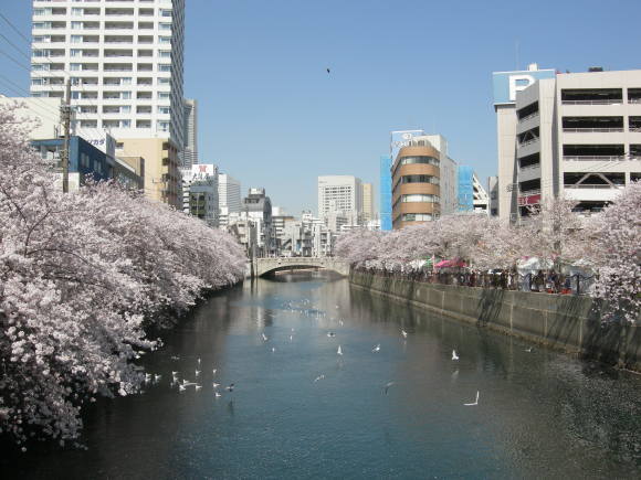 今年の桜は、綺麗ですばらしかったですね。_f0135114_10405914.jpg