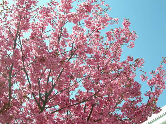 今年の桜は、綺麗ですばらしかったですね。_f0135114_10415303.jpg