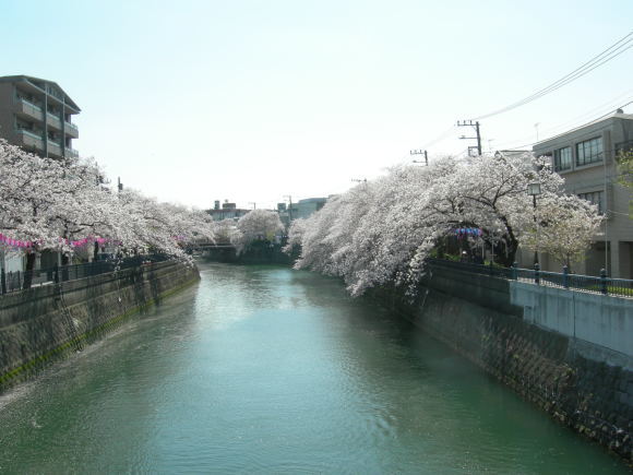 今年の桜は、綺麗ですばらしかったですね。_f0135114_10422574.jpg