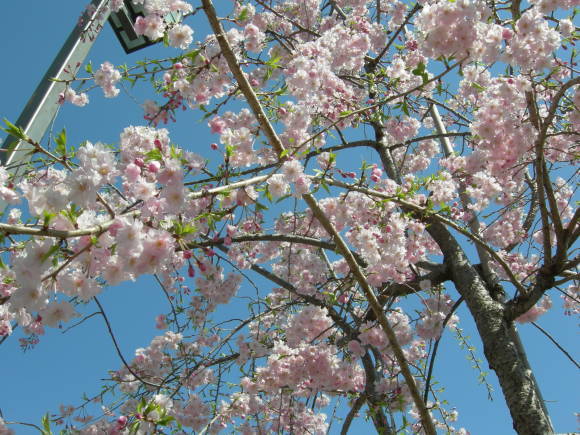 今年の桜は、綺麗ですばらしかったですね。_f0135114_10432645.jpg