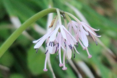 野草園に咲いていた山野草①_e0373815_14572189.jpg