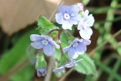 野草園に咲いていた山野草①_e0373815_14575696.jpg