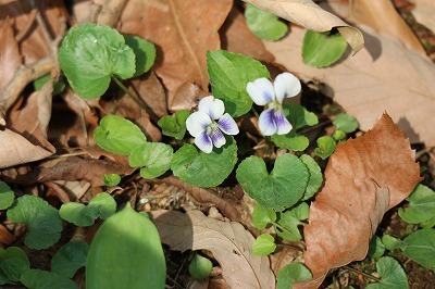 野草園に咲いていた山野草①_e0373815_14591590.jpg