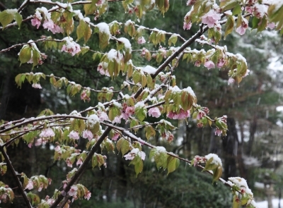 ～　清水園　桜と雪　～_e0135219_12590310.jpg