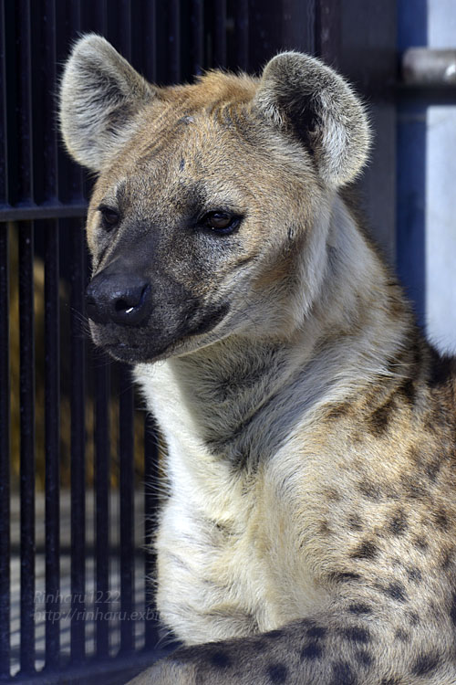 2018.1.3 宇都宮動物園☆ブチハイエナのブブゼラ 【Spotted hyena】_f0250322_22413358.jpg