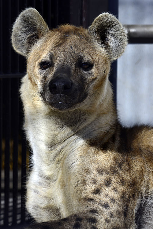 2018.1.3 宇都宮動物園☆ブチハイエナのブブゼラ 【Spotted hyena】_f0250322_22413787.jpg